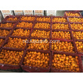 Hot Selling i Bangladesh Market Baby Mandarin